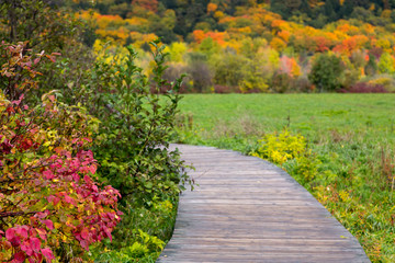 Fototapeta na wymiar Wooden path through the Cap Tourmente National Wildlife Area with field and Fall foliage in soft focus background, St. Joachim, Quebec, Canada