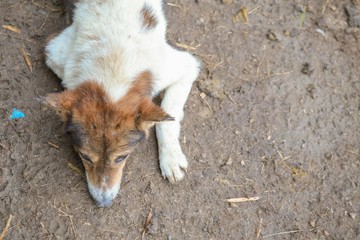 wet dog in the shelter