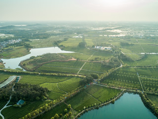 Overview of China's Green Tea Gardens