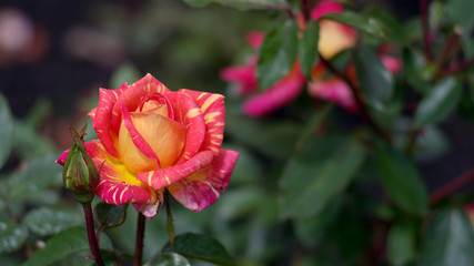 Obraz premium Plant in macro