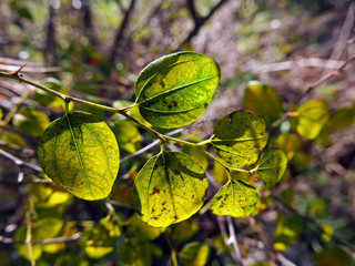 foglie illuminate dal sole nel bosco
