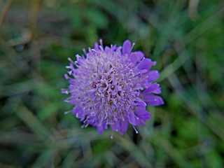 fiore viola sullo sfondo del fogliame
