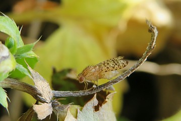 Insect on plant branch in autumn garden, closeup
