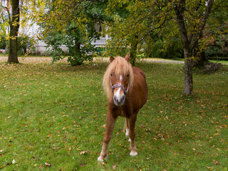 Cute female tan pony standing on a lawn staring shyly, with a rural home in the background,...