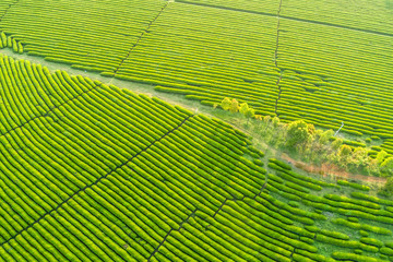 Overview of China's Green Tea Gardens