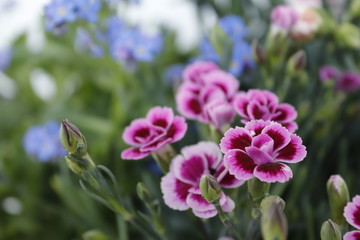 Flores lilas