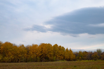 autumn forest and the lonely tree