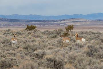 Fototapeta na wymiar Pronghorn Antelope in Winter