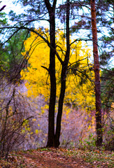 bright yellow leaves on the tree