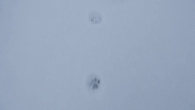 Coyote Animal Foot Print Tracks In fresh Snow