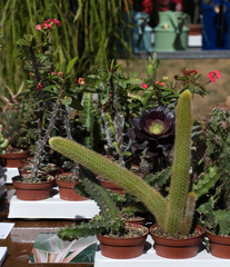 Cactus de diferente tipo combinados entre sí