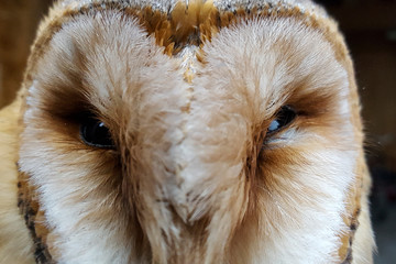 Head of Barn Owl (Tyto alba) with open eyes