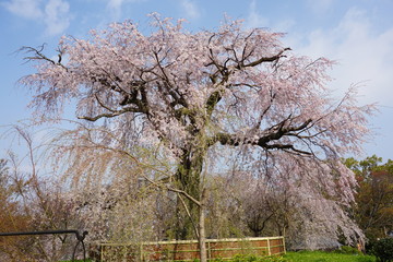 枝垂れ桜　京都　丸山公園