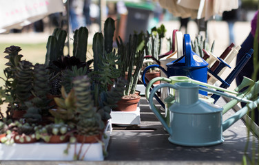 Cactus de diferente tipo combinados entre sí