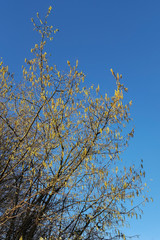 Hazel (Corylus avellana) with catkins on blue sky