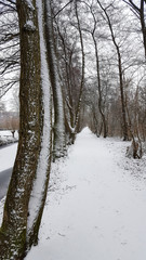 Snowy footpath in park along row of Common alder