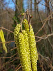 Obraz premium Female flowers and male catkins of Hazel (Corylus avellana)