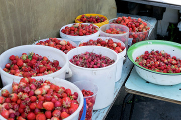 Yield of fresh red strawberry in a lot of buckets