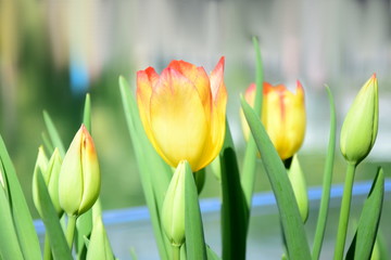 Gelbe Tulpen - Freisteller - Banner