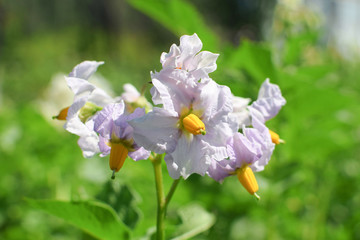 Violet flower of potato at summer in garden close-up