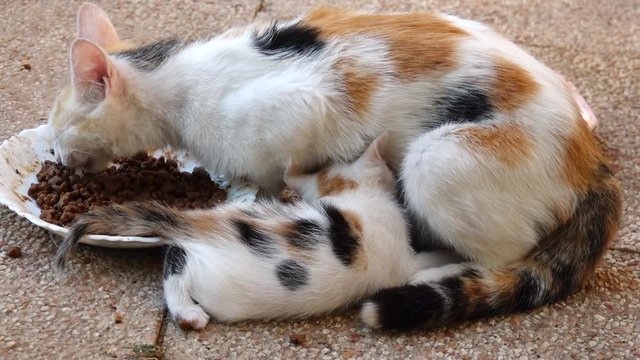 une chatte qui allaite