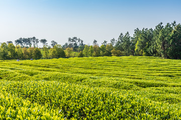 Naklejka na ściany i meble The tea plantations background Tea plantations in morning light