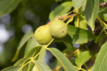wallnuts growing on a walnut tree