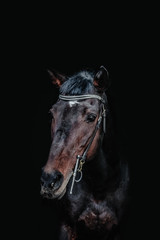 Obraz premium portrait of a horse