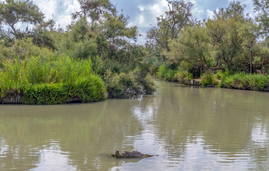 Regional Nature Park of the Camargue