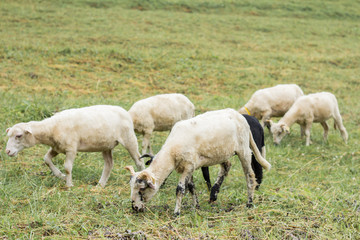 Obraz na płótnie Canvas sheeps on pasture