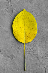Autumn yellow beautiful sheet on a textured plaster gray background. concept of autumn, school years