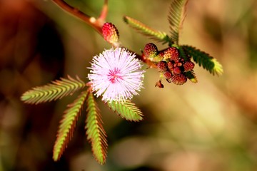 Touch  Me Not flower