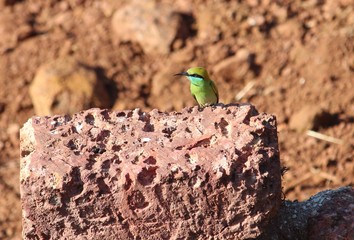 Green Bee Eater