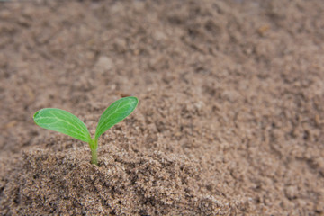Green sprout growing from soil background with copy space