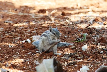 Squirrel in garden
