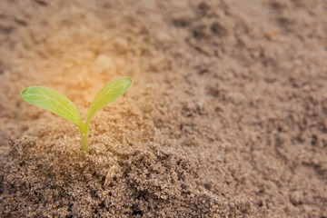 Green sprout growing from soil background with copy space