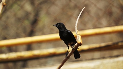 blackbird on a branch