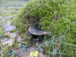Mushroom grows in the forest in the grass.