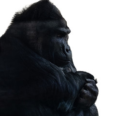 black african gorilla sits and stares at his hands