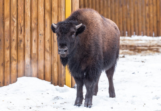 American bison calf in the winter in the aviary of the zoo