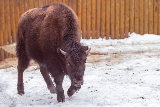 calf american bison in winter