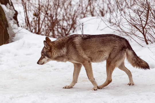 wolf on a hunt in the winter forest