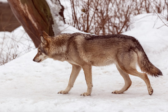 the wolf tracks prey in the winter forest