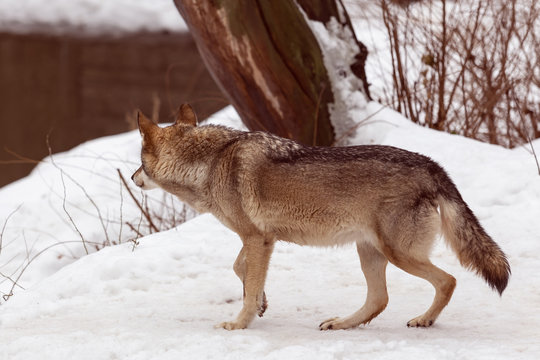 wolf hunts down in the winter forest dabychu