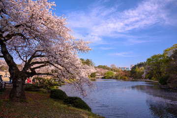 水辺の桜