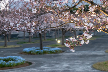 Obraz na płótnie Canvas 桜のライトアップ　千葉県習志野市　さくら広場
