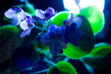 violet flower with leaves in a pot, illuminated by colored neon