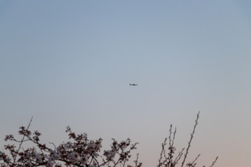 夕方のさくら広場の桜の花と飛行機　千葉県習志野市