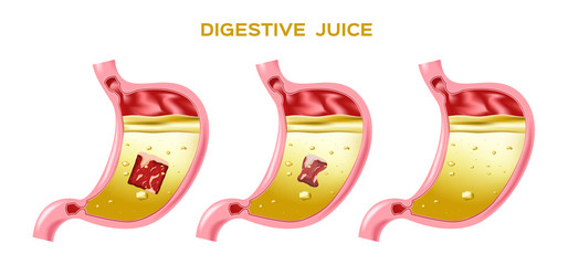 digestive juice vector / enzyme / stomach - obrazy, fototapety, plakaty