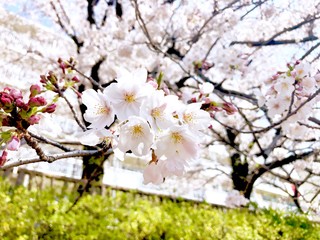 Japanese cherry blossom 